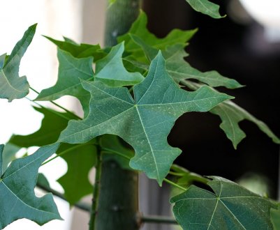 Брахіхітон: опис, особливості догляду в домашніх умовах