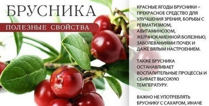 Корисні властивості брусниці Корисні властивості брусниці