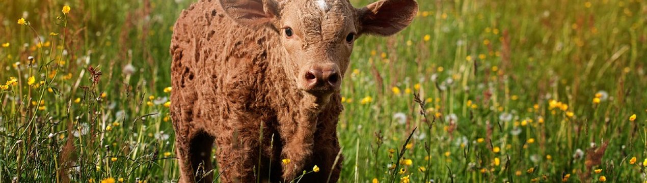 У Черкаській області буде запущена оновлена майданчик для відгодівлі ВРХ