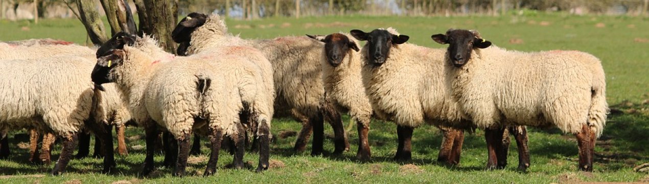 Дорогоцінну шерсть українських овець продають за безцінь