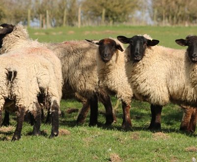 Дорогоцінну шерсть українських овець продають за безцінь