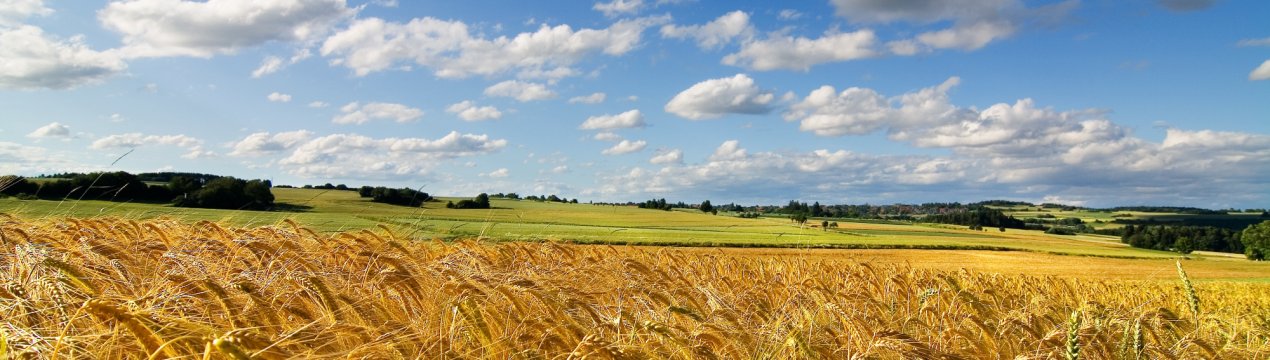 Російську пшеницю везуть в Сирії на чотирьох суднах