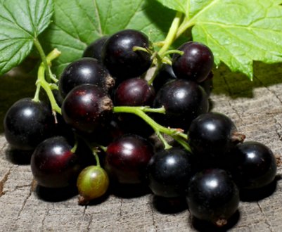 Будова куща чорної смородини