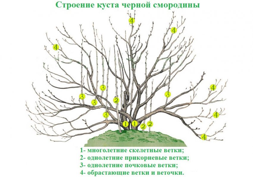 Расположение листьев на стебле смородины. 91805.ptc6to.850. Расположение листьев на стебле смородины фото. Расположение листьев на стебле смородины-91805.ptc6to.850. картинка Расположение листьев на стебле смородины. картинка 91805.ptc6to.850. Черная, красная, белая и золотистая смородина является типичным многолетним кустарником, у которого надземная часть состоит из многих разновозрастных ветвей с единой корневой системой.