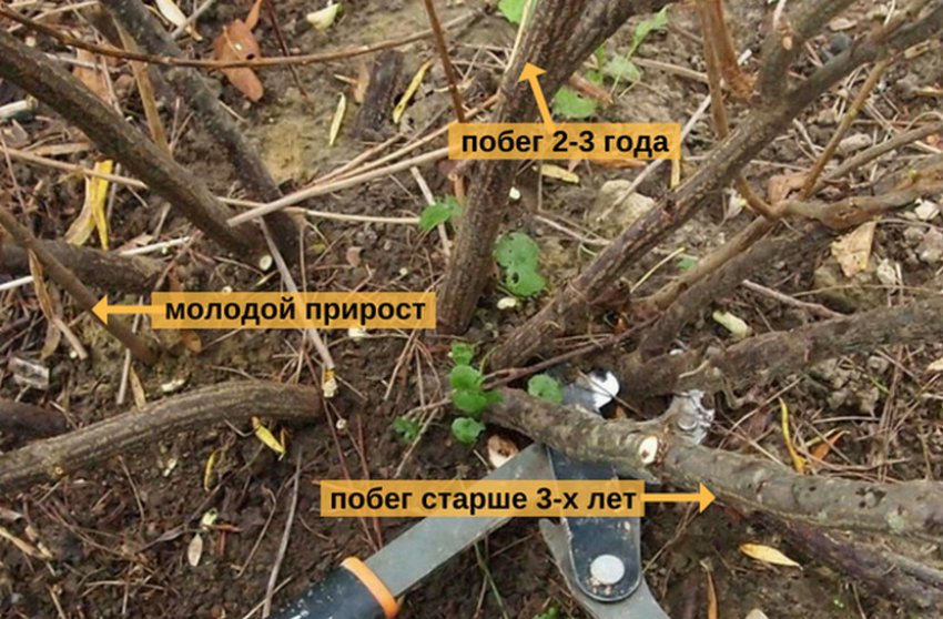 Расположение листьев на стебле смородины. 91814.ptcat0.850. Расположение листьев на стебле смородины фото. Расположение листьев на стебле смородины-91814.ptcat0.850. картинка Расположение листьев на стебле смородины. картинка 91814.ptcat0.850. Черная, красная, белая и золотистая смородина является типичным многолетним кустарником, у которого надземная часть состоит из многих разновозрастных ветвей с единой корневой системой.