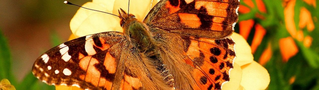 Гусениці чертополоховки пошкодили посіви соняшнику і сої в Україні