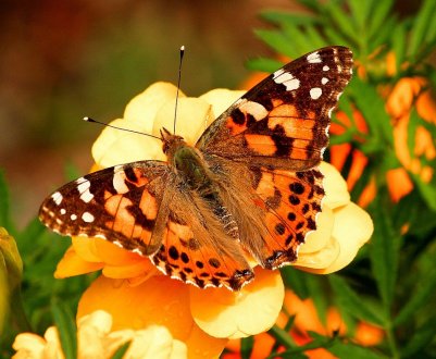 Гусениці чертополоховки пошкодили посіви соняшнику і сої в Україні