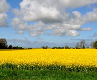 В Одеській області вдалося врятувати від пожежі 80 гектарів ріпаку