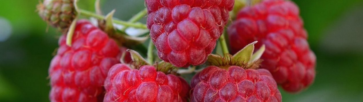 Малина сорта татьяна описание сорта фото отзывы. . Малина сорта татьяна описание сорта фото отзывы фото. Малина сорта татьяна описание сорта фото отзывы-. картинка Малина сорта татьяна описание сорта фото отзывы. картинка . Добавить в избранное