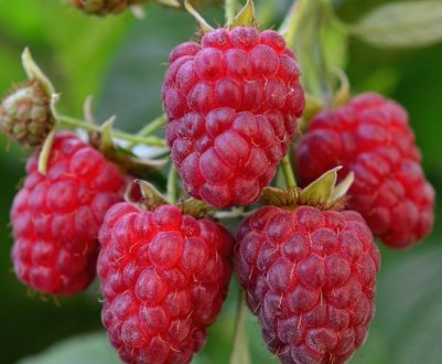 Особливості малини сорту Тетяна