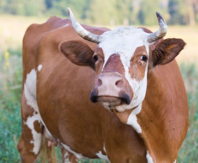 Бруцельоз погубив 27 пензенських корів