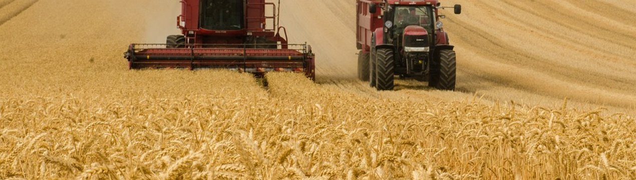 Аграрії південних областей України повідомляють про рівень врожайності озимих культур і гороху