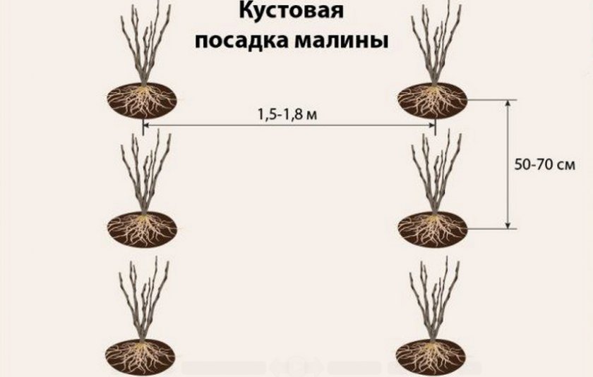 Татьяна описание сорта малины для. 91840.ptckhc.840. Татьяна описание сорта малины для фото. Татьяна описание сорта малины для-91840.ptckhc.840. картинка Татьяна описание сорта малины для. картинка 91840.ptckhc.840. Малина Татьяна является представителем не ремонтантных сортов, это среднеранний сорт долгого плодоношения. Она отличается прекрасным уровнем урожайности, хорошей устойчивостью к холодам и неприхотливостью в уходе. Выращивают ее и в личных целях, и в промышленных масштабах.