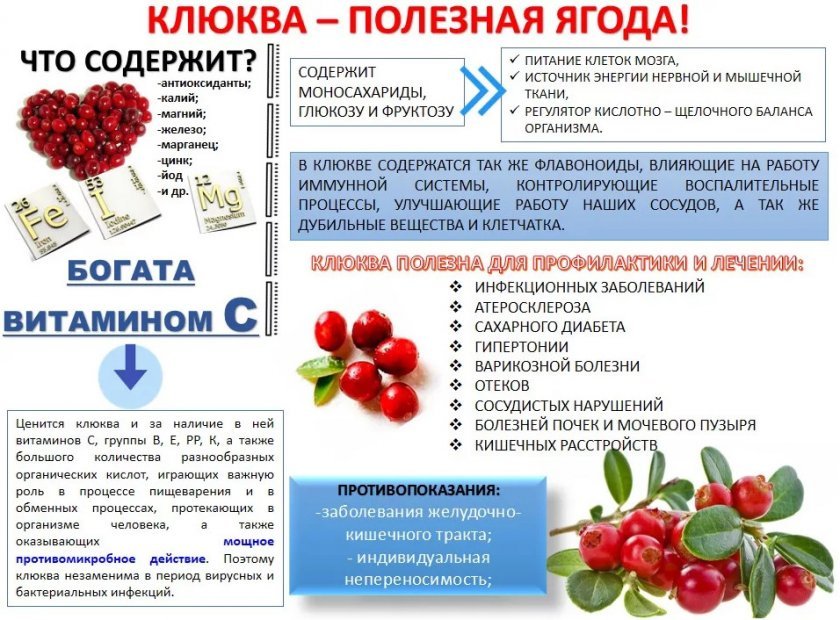 Полезные свойства клюквы Полезные свойства клюквы