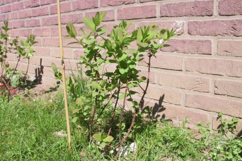 Жимолость Жимолость