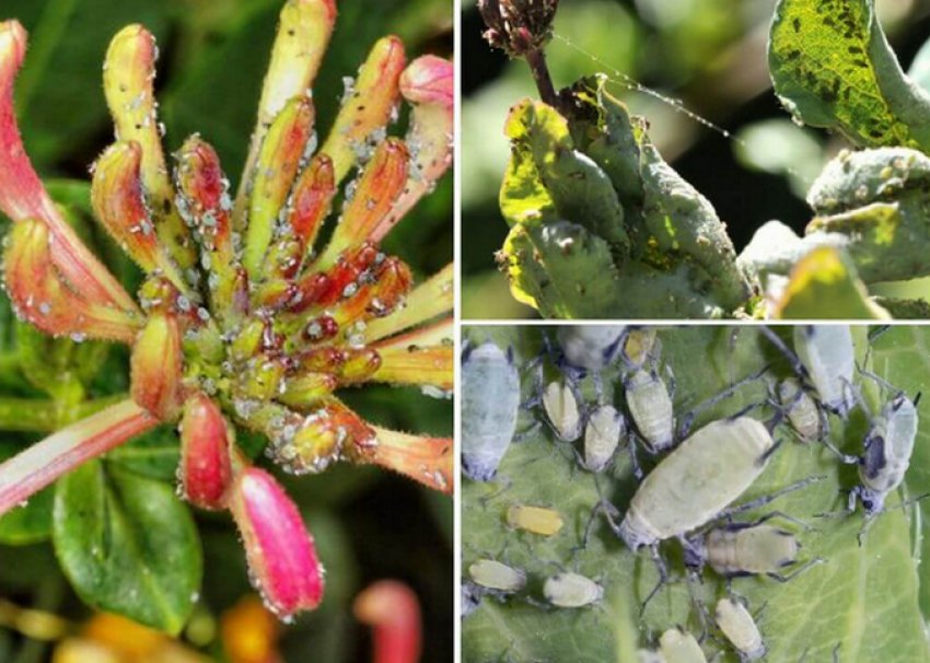 Попелиця Попелиця