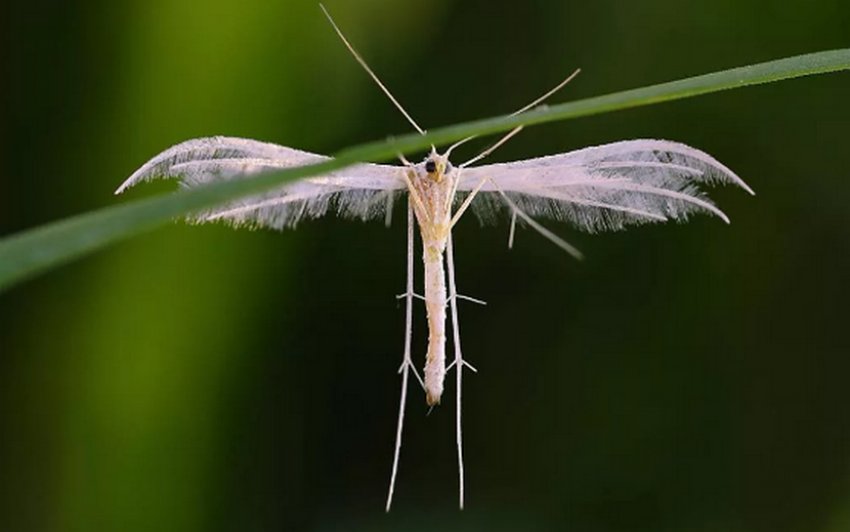Жимолостная пальцекрылка Жимолостная пальцекрылка