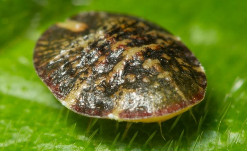 Акацієва несправжня щитівка Акацієва несправжня щитівка