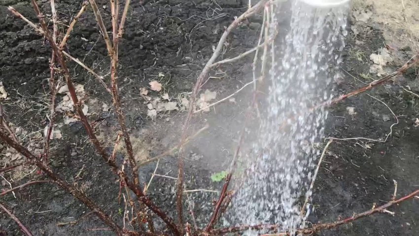 Полив кущів аґрусу окропом Полив кущів аґрусу окропом