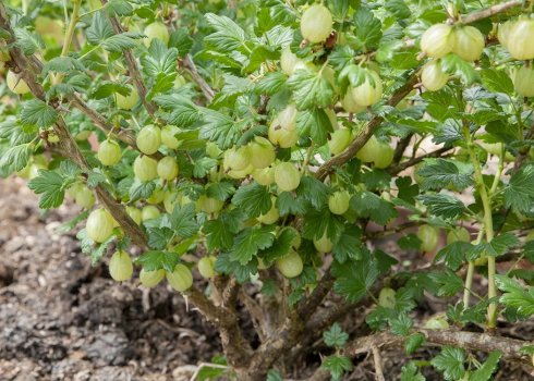 Як боротися з лишайником і мохом на аґрусі