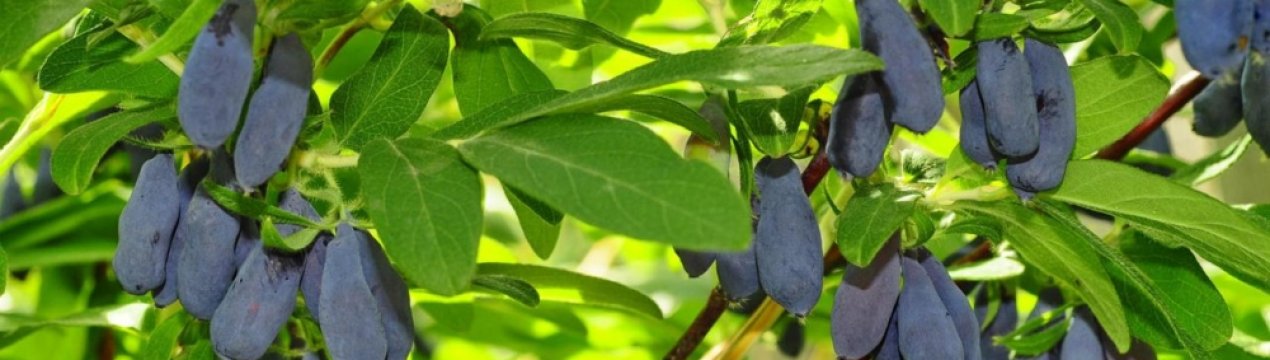 Жимолость їстівна Амфора: основні характеристики, зовнішній вигляд