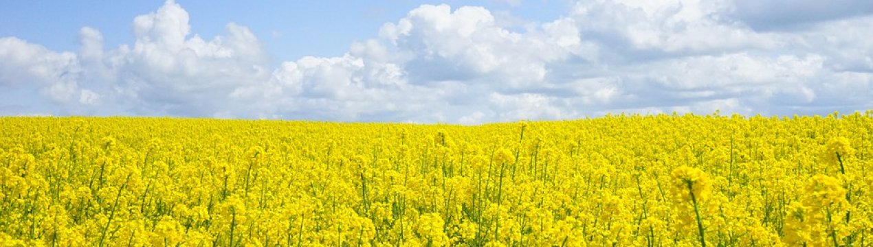 Вінницькі аграрії очікують великого врожаю ріпаку