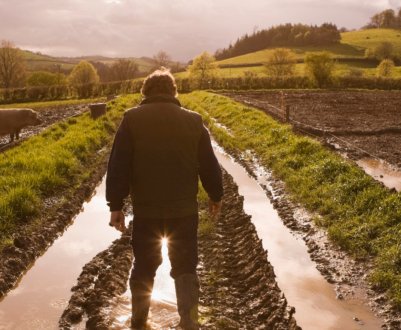 У Великобританії відзначено зростання числа працюючих фермерів, які потребують благодійної допомоги