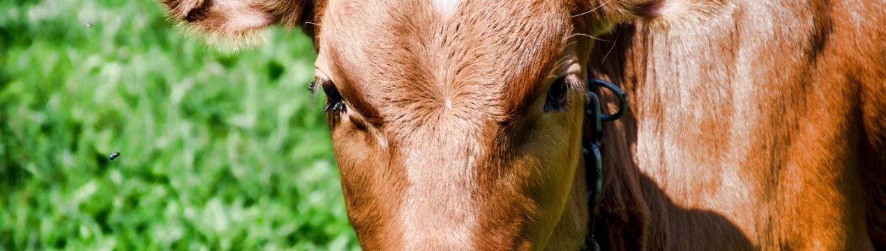 Південноосетинські корівки вишикувалися на щеплення