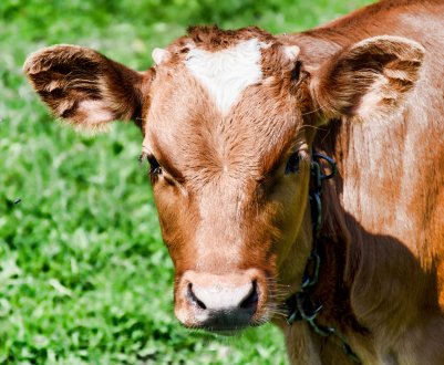 Південноосетинські корівки вишикувалися на щеплення