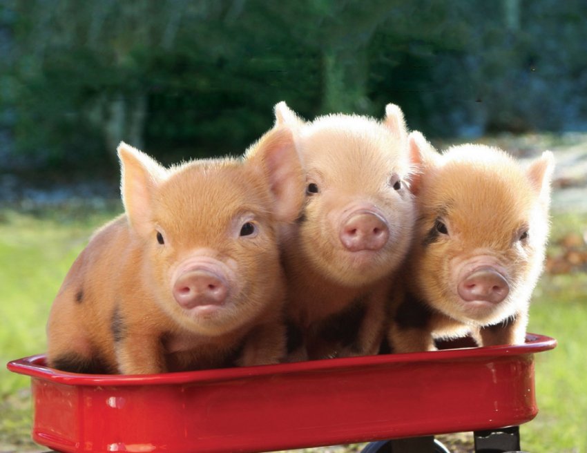 В Житомирській області найменша кількість випадків АЧС