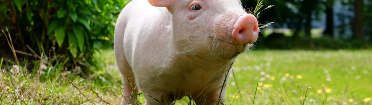 У Житомирській області найменша кількість випадків АЧС