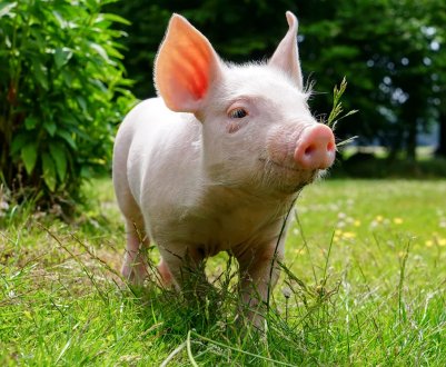 У Житомирській області найменша кількість випадків АЧС