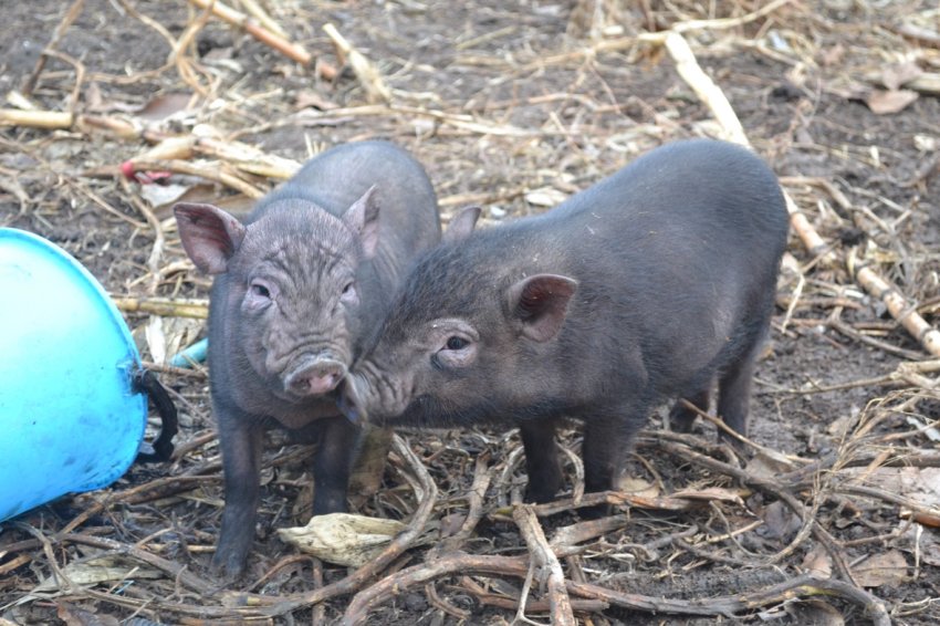 В Житомирській області найменша кількість випадків АЧС