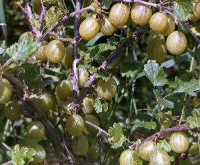 Агрус Білий тріумф: характеристика, особливості вирощування, розмноження