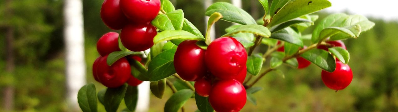 Лікування циститу за допомогою брусниці