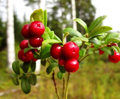 Лікування циститу за допомогою брусниці