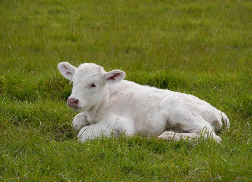 У Черкаській області буде запущена оновлена майданчик для відгодівлі ВРХ