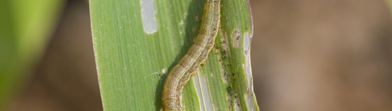 Масове вторгнення «армійських хробаків» в Азію