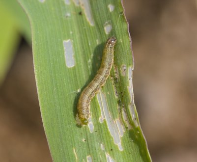 Масове вторгнення «армійських хробаків» в Азію