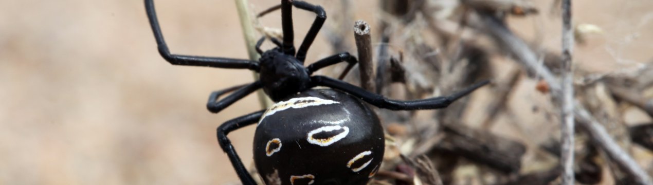 Підмосковних фермерів закликають до обережності: регіон атакують небезпечні павуки