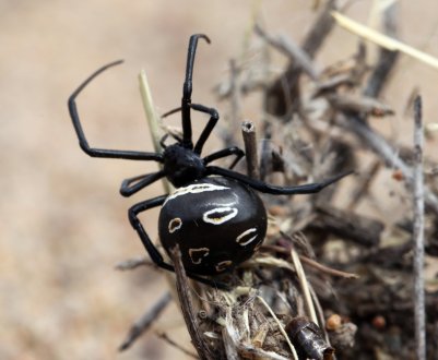 Підмосковних фермерів закликають до обережності: регіон атакують небезпечні павуки