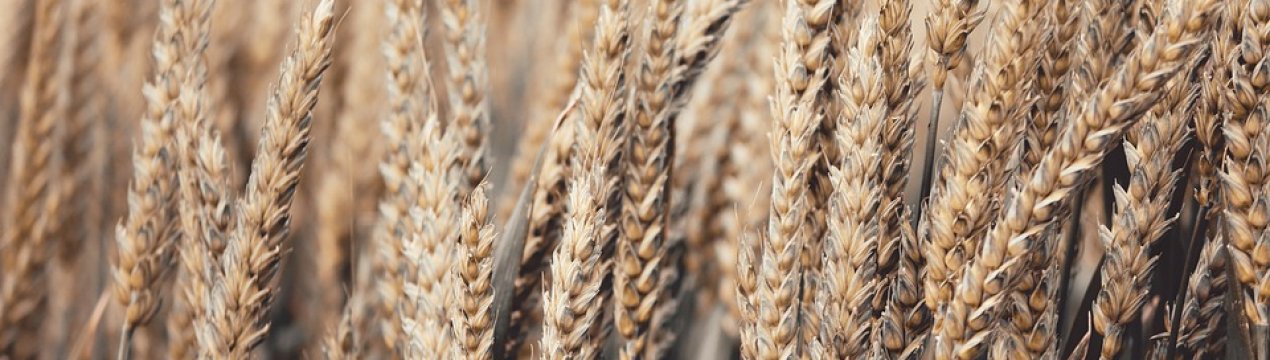 Куліндорівський комбінат хлібопродуктів прийняв на зберігання 7 тисяч тонн зерна нового врожаю