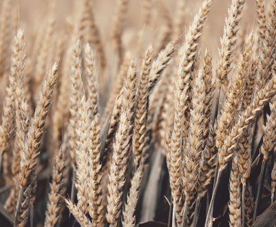 Куліндорівський комбінат хлібопродуктів прийняв на зберігання 7 тисяч тонн зерна нового врожаю