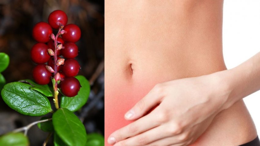 Брусниця при циститі у жінок