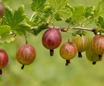 Агрус сорти Ювіляр — основні характеристики і зовнішній вигляд сорту