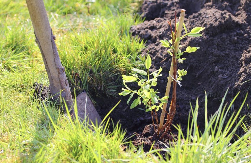 Посадка жимолості Посадка жимолості