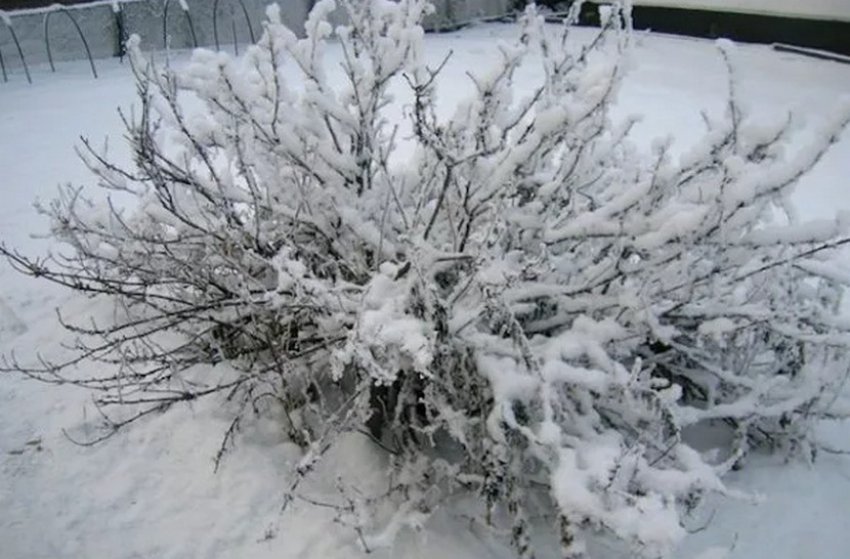 Зимівля агрусу Зимівля агрусу