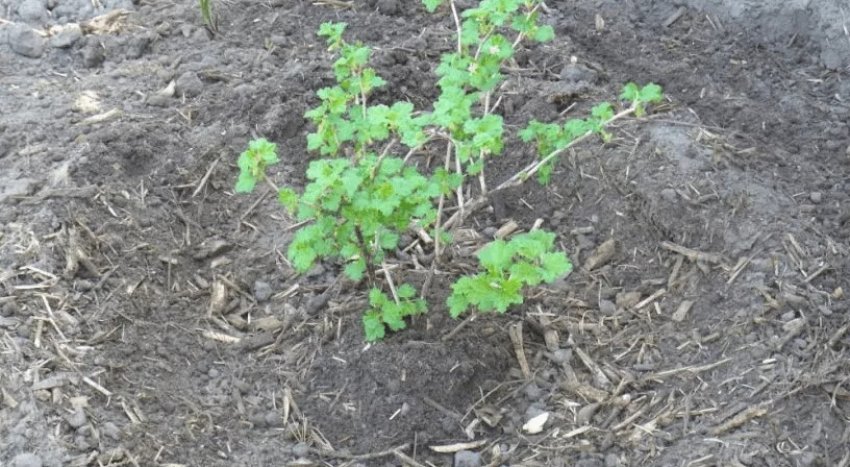 Посадка агрусу Посадка агрусу