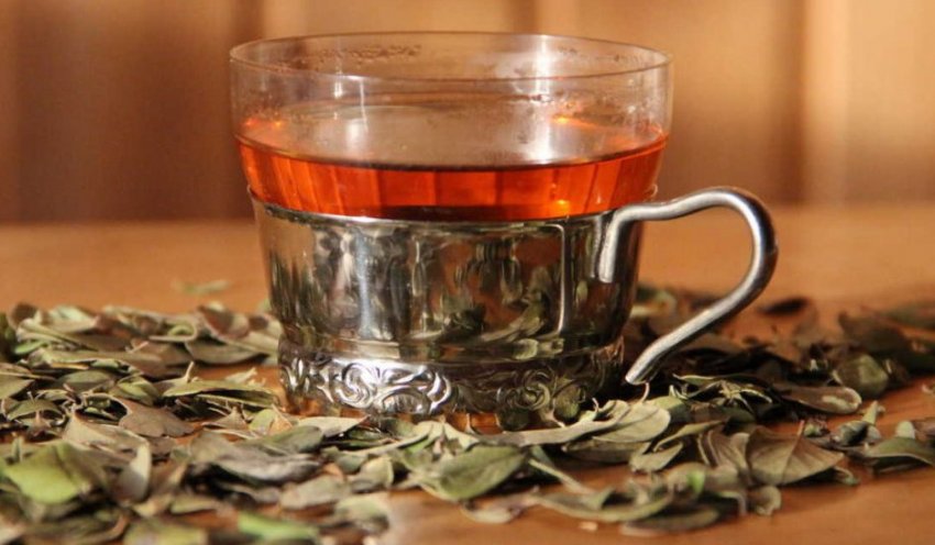 Відвар листя і гілок