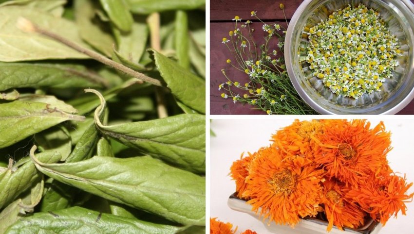 Брусничний збір